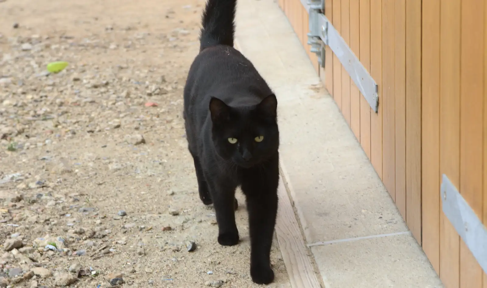 Millie - Invisible Cat - by the garage, from New Railway and a Trip to Ikea, Ipswich and Thurrock - 19th September 2014