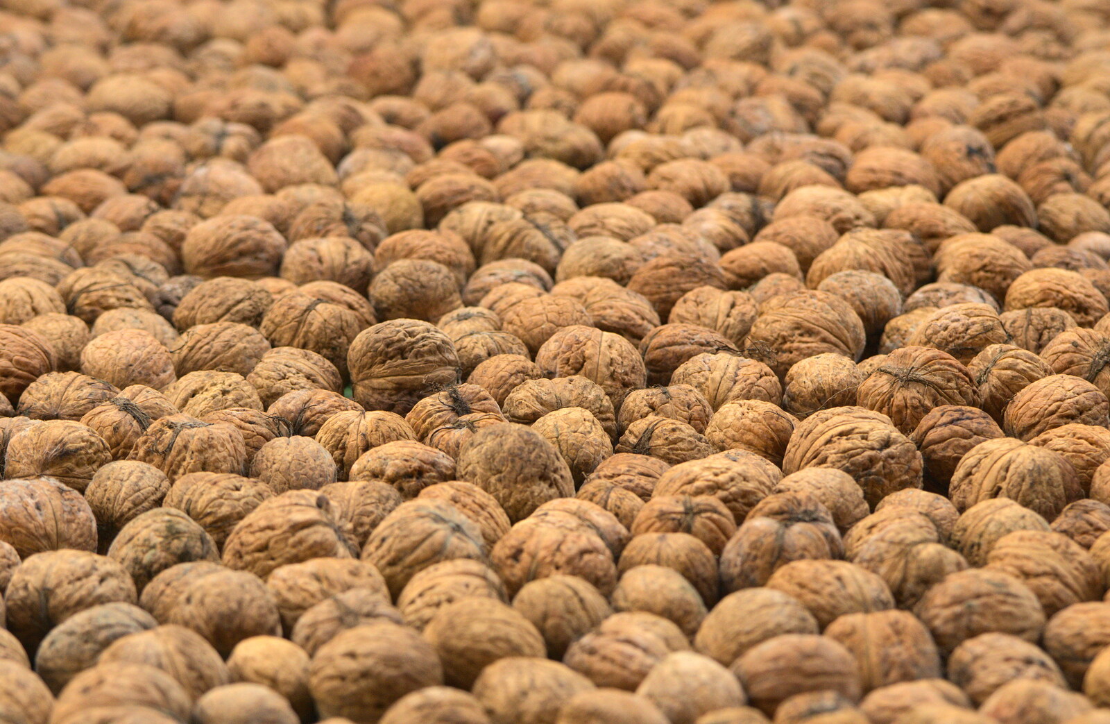 A mass of walnuts from Fred's Shop, Brome, Suffolk - 20th September 2014