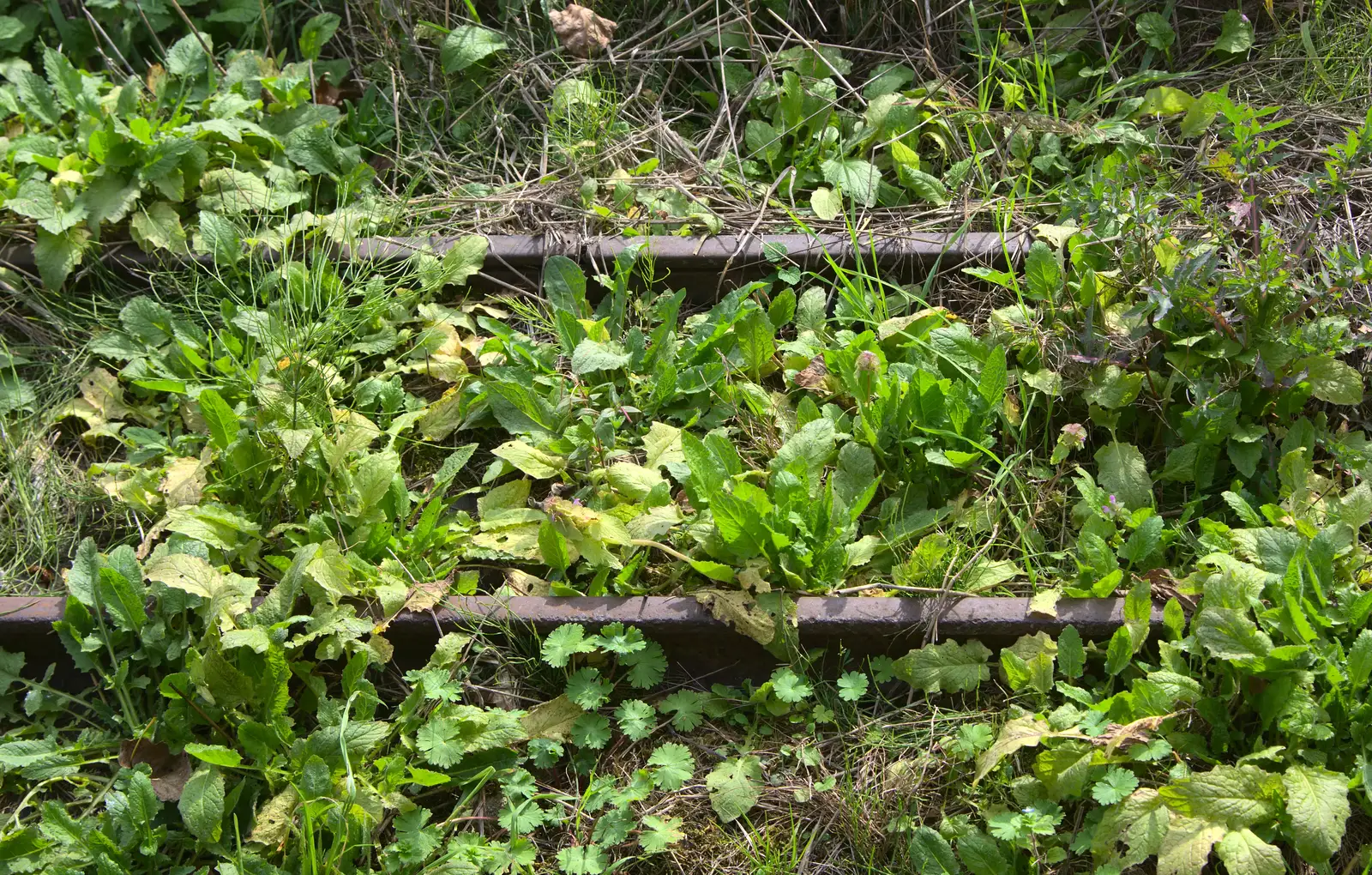 Derelict lines in the weeds, from A Trip to Bressingham Steam Museum, Bressingham, Norfolk - 28th September 2014