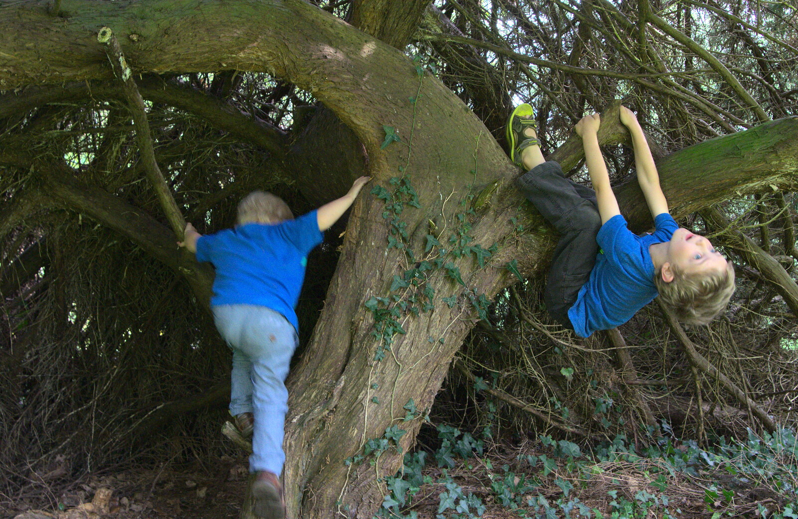 The boys mess around in a tree from A Trip to Bressingham Steam Museum, Bressingham, Norfolk - 28th September 2014