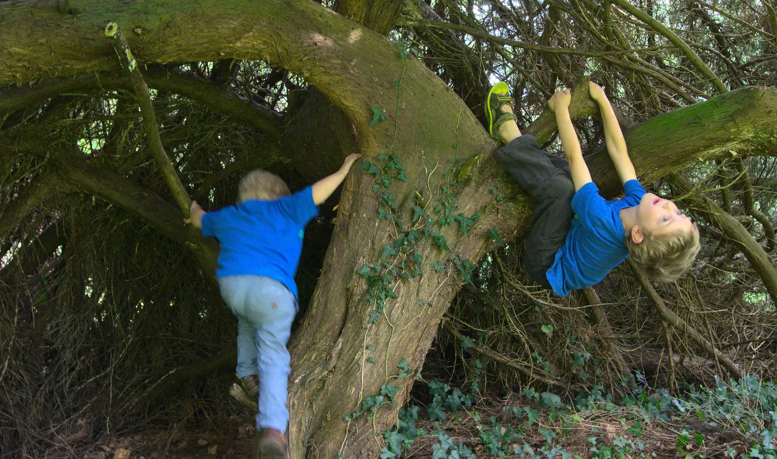 The boys mess around in a tree, from A Trip to Bressingham Steam Museum, Bressingham, Norfolk - 28th September 2014