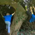 The boys mess around in a tree, A Trip to Bressingham Steam Museum, Bressingham, Norfolk - 28th September 2014