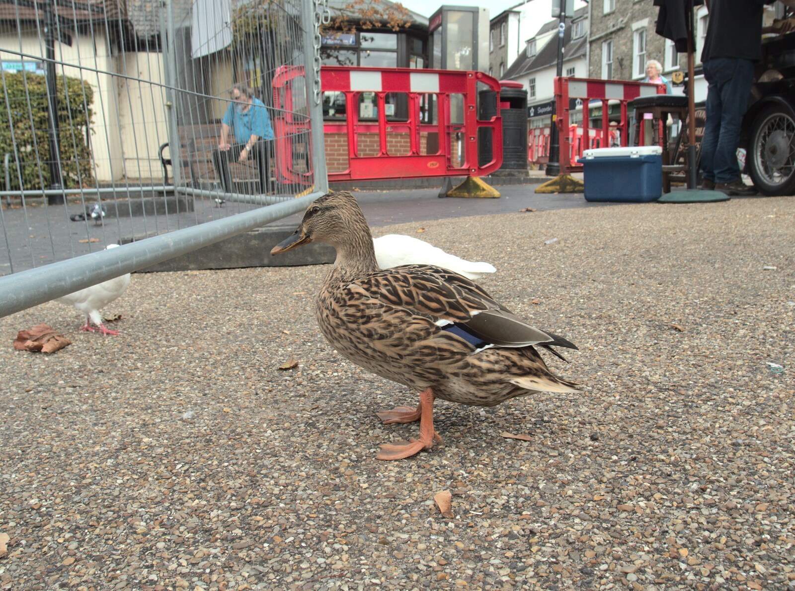 A duck waddles around by the Mere from A House Built of Wax and Diss Randomness, Southwark Street, London - 30th September 2014