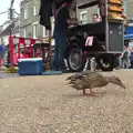 A duck pecks at stuff near Andy Sausage's van, A House Built of Wax and Diss Randomness, Southwark Street, London - 30th September 2014