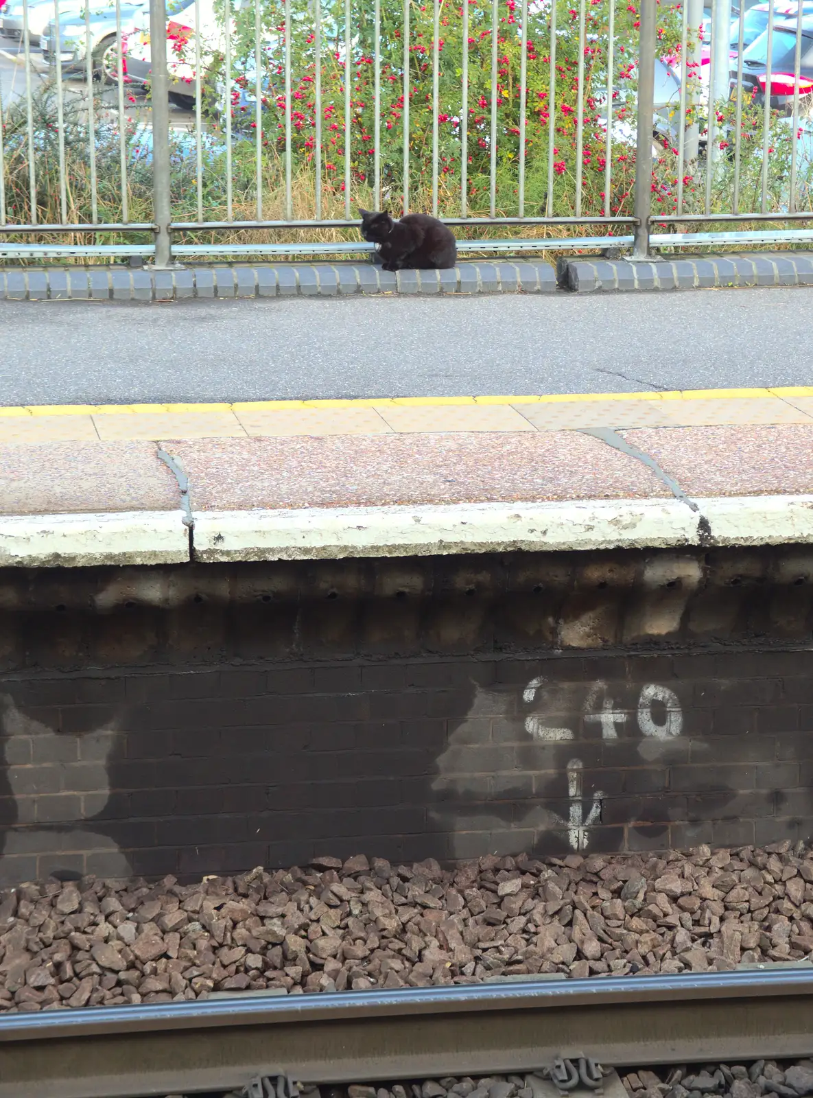 Station Cat hangs out, from A House Built of Wax and Diss Randomness, Southwark Street, London - 30th September 2014