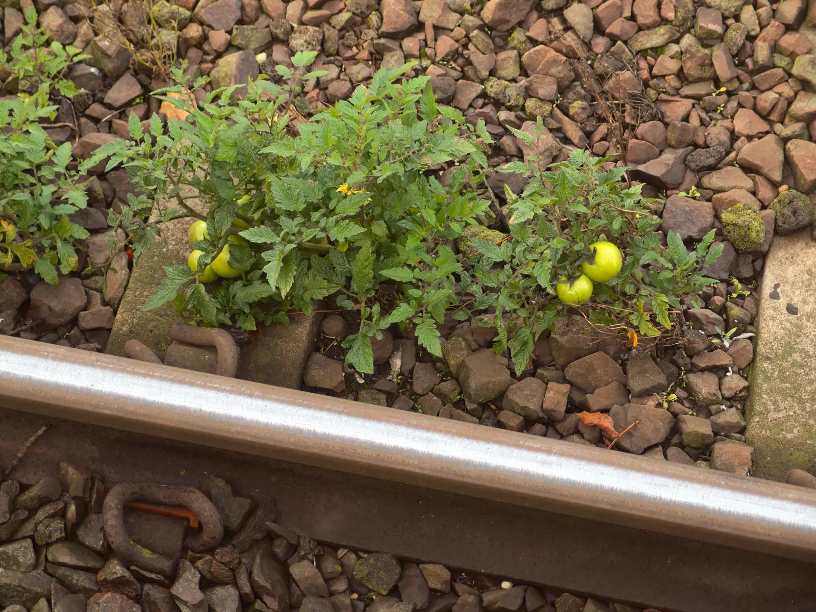 The Poo Tomatoes are getting bigger, from A House Built of Wax and Diss Randomness, Southwark Street, London - 30th September 2014