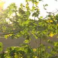 Hawthorn hedge in the sun, On The Beach Again, Southwold, Suffolk - 12th October 2014