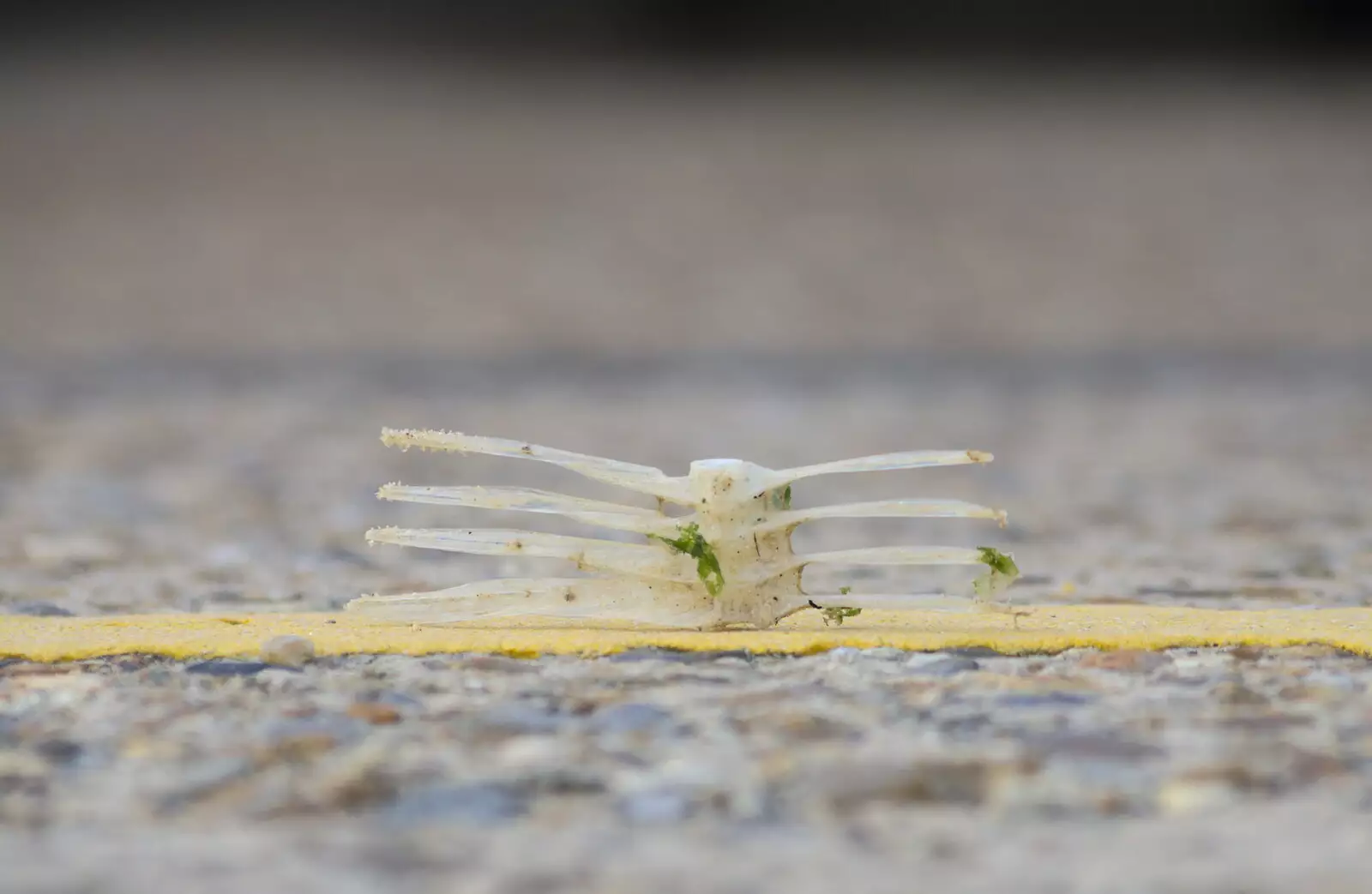 A bit of fish skeleton, from On The Beach Again, Southwold, Suffolk - 12th October 2014