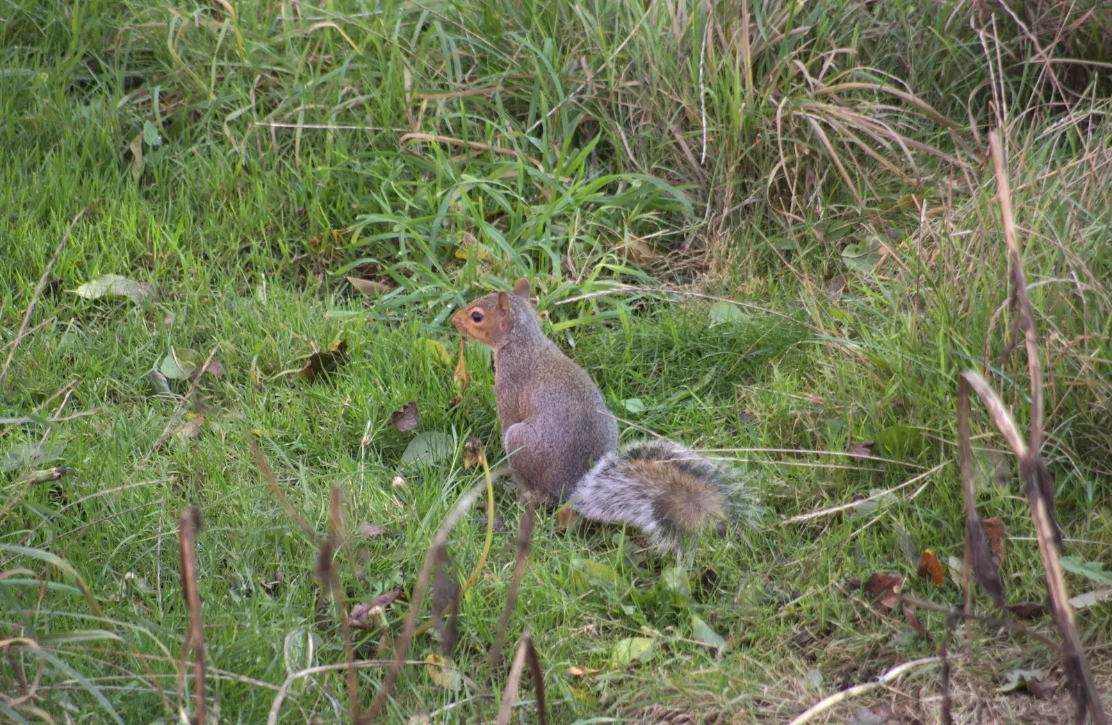 The squirrels are out in the garden, stealing nuts, from On The Beach Again, Southwold, Suffolk - 12th October 2014