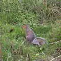 The squirrels are out in the garden, stealing nuts, On The Beach Again, Southwold, Suffolk - 12th October 2014