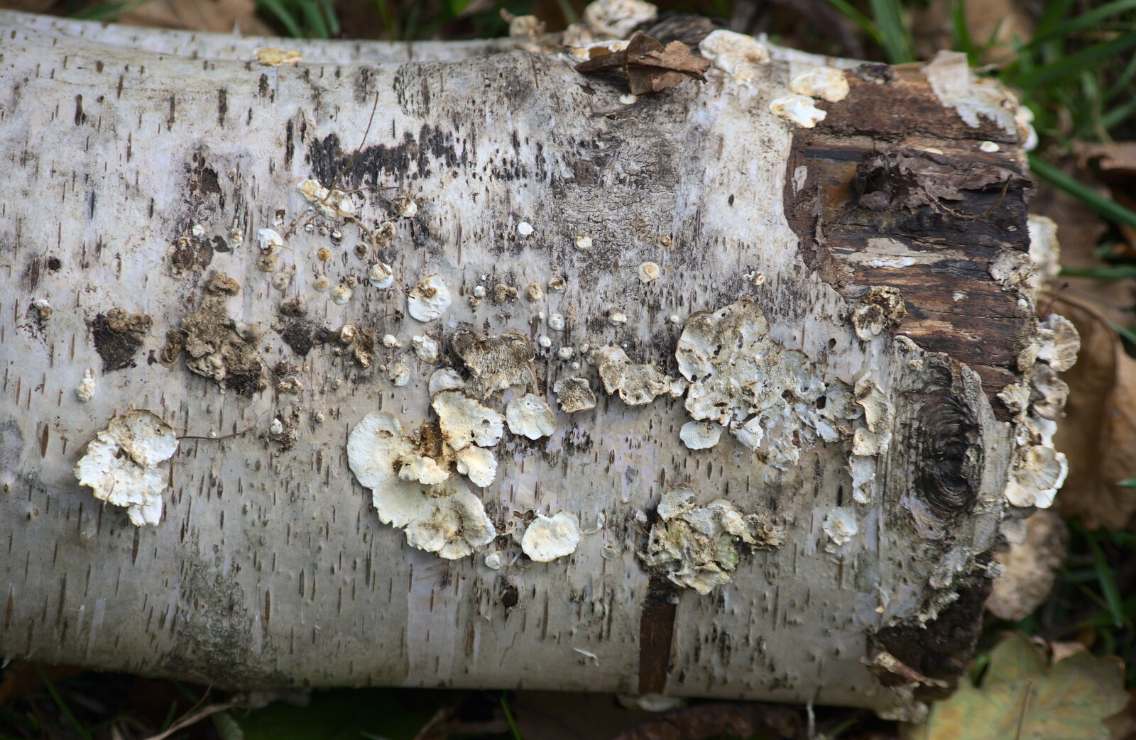 Cool fungus on a silver birch from Another Walk around Thornham Estate, Suffolk - 27th October 2014