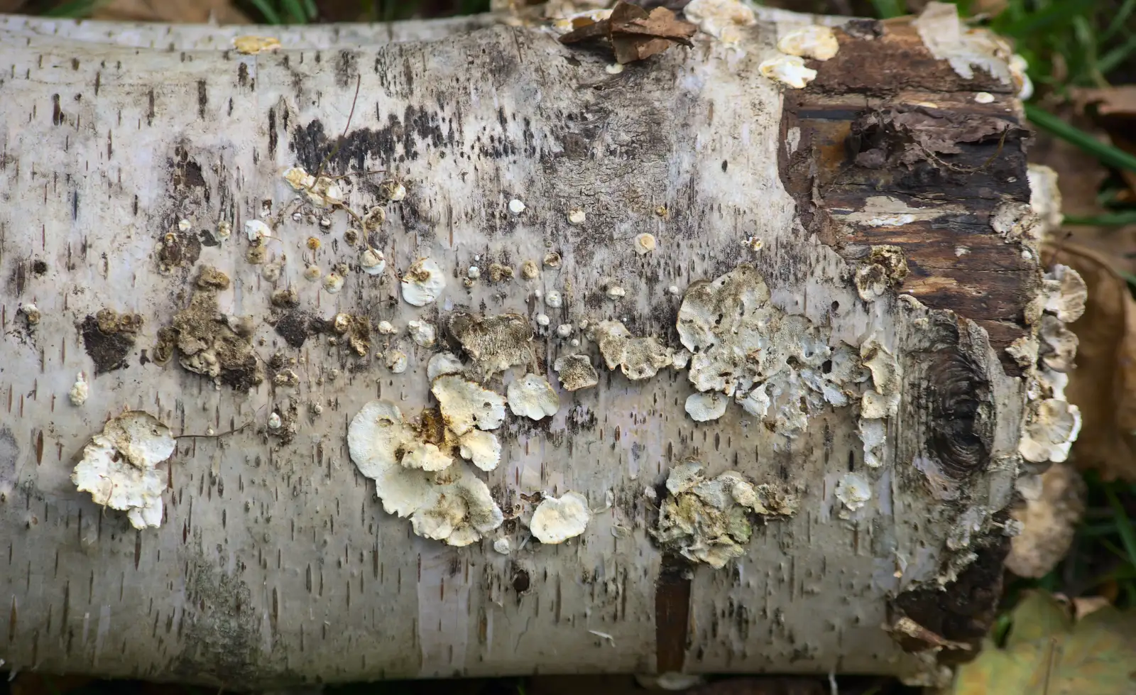 Cool fungus on a silver birch, from Another Walk around Thornham Estate, Suffolk - 27th October 2014