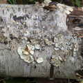 Cool fungus on a silver birch, Another Walk around Thornham Estate, Suffolk - 27th October 2014
