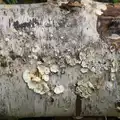 Cool fungus on a silver birch, Another Walk around Thornham Estate, Suffolk - 27th October 2014