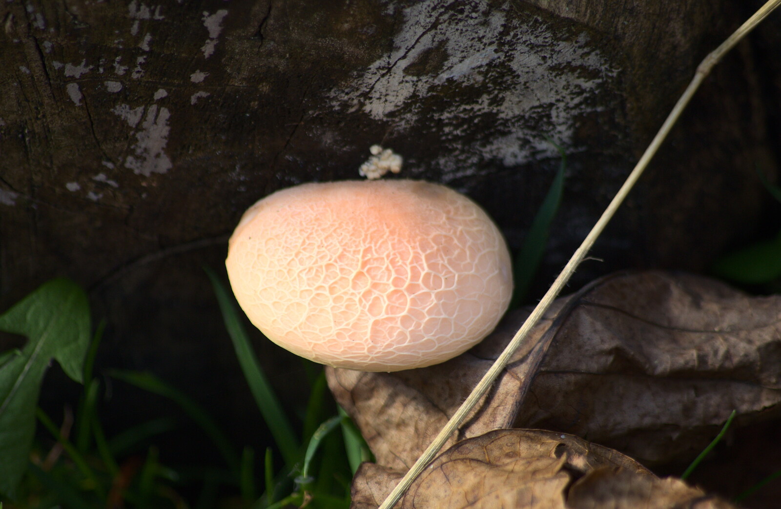 An amazing mushroom that looks like tripe from Another Walk around Thornham Estate, Suffolk - 27th October 2014