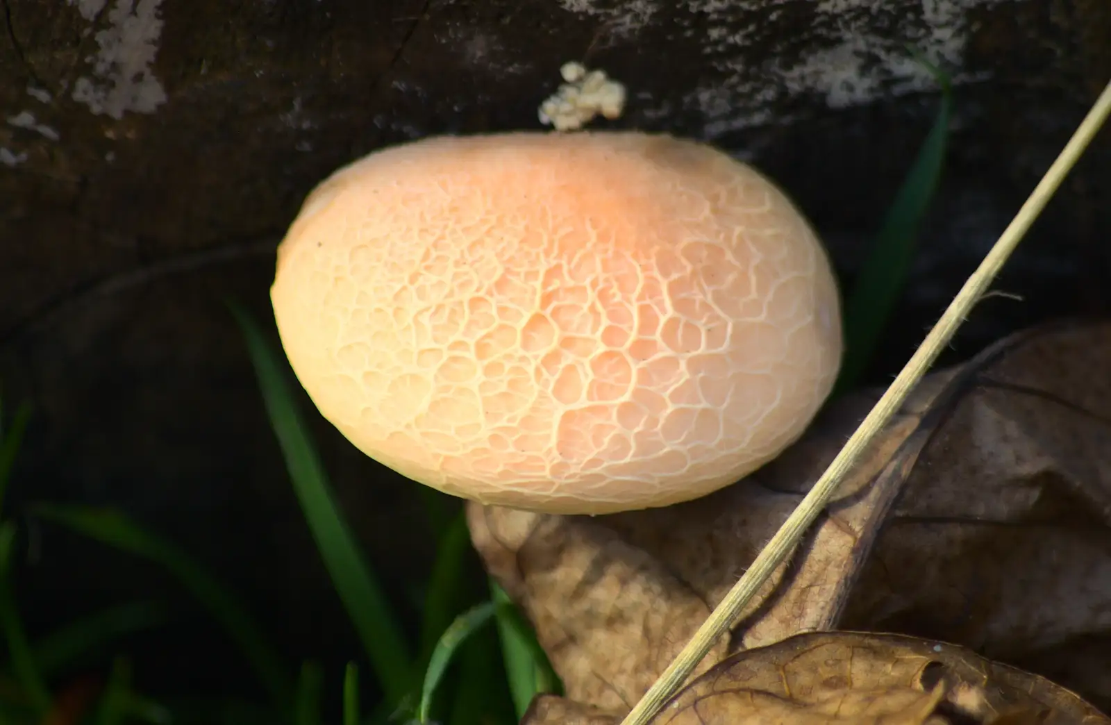 An amazing mushroom that looks like tripe, from Another Walk around Thornham Estate, Suffolk - 27th October 2014