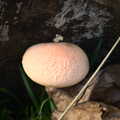 An amazing mushroom that looks like tripe, Another Walk around Thornham Estate, Suffolk - 27th October 2014