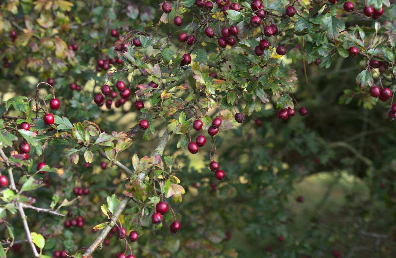 Nice dark red berries from Another Walk around Thornham Estate, Suffolk - 27th October 2014