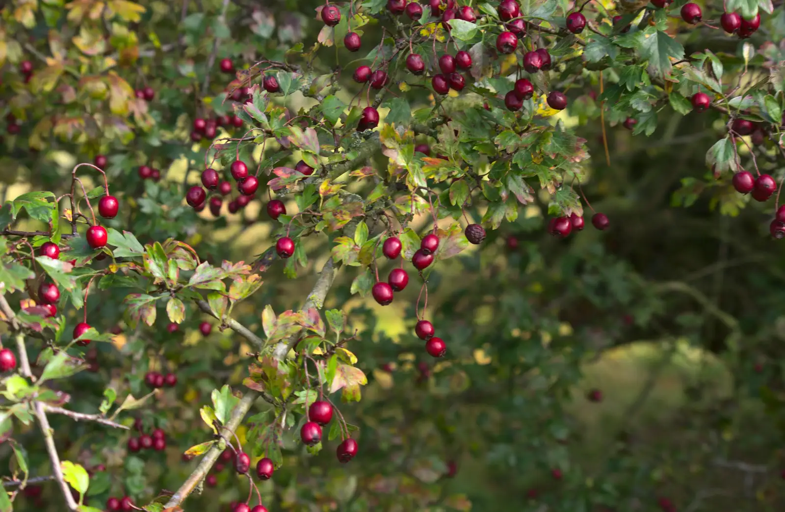 Nice dark red berries, from Another Walk around Thornham Estate, Suffolk - 27th October 2014