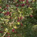 Nice dark red berries, Another Walk around Thornham Estate, Suffolk - 27th October 2014