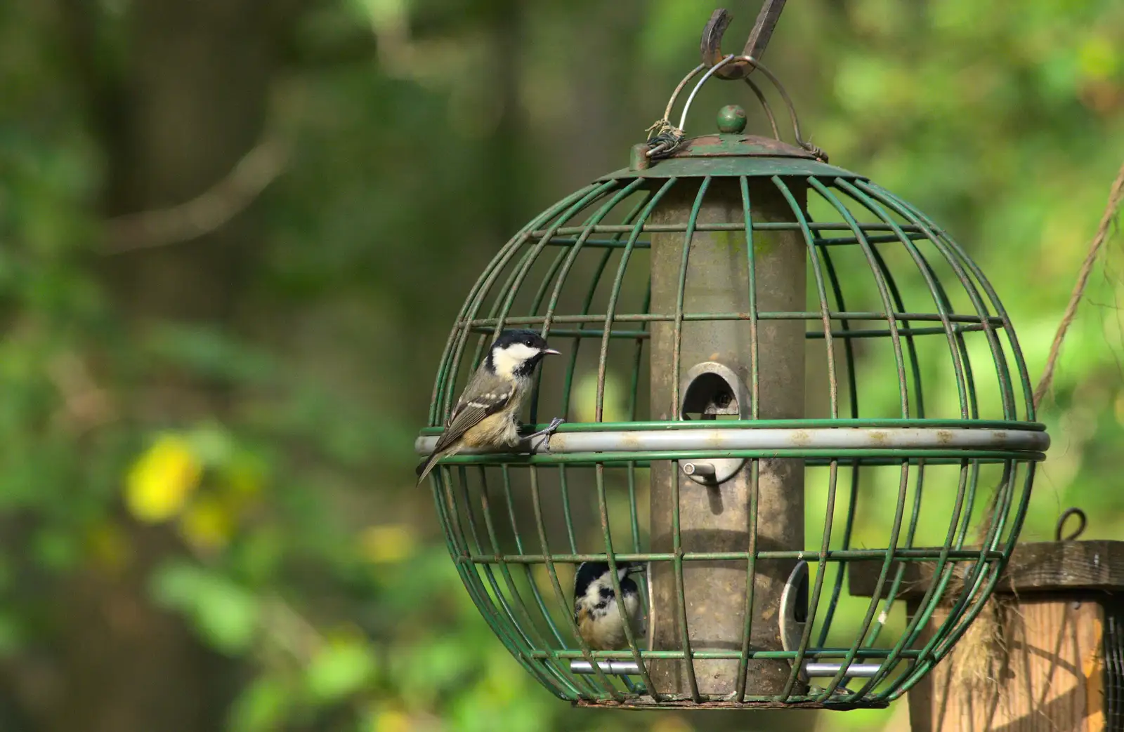 Blue tits on the feeder, from Another Walk around Thornham Estate, Suffolk - 27th October 2014