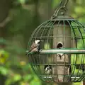 Blue tits on the feeder, Another Walk around Thornham Estate, Suffolk - 27th October 2014