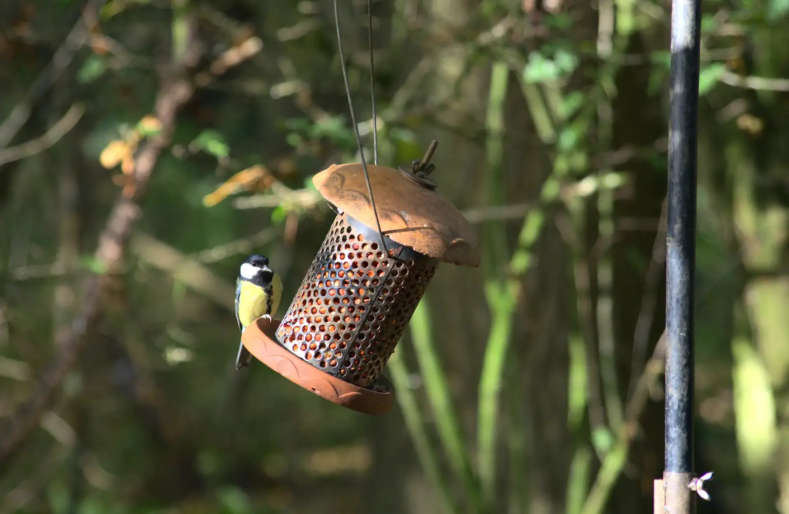 More tit action, from Another Walk around Thornham Estate, Suffolk - 27th October 2014