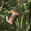 More tit action, Another Walk around Thornham Estate, Suffolk - 27th October 2014