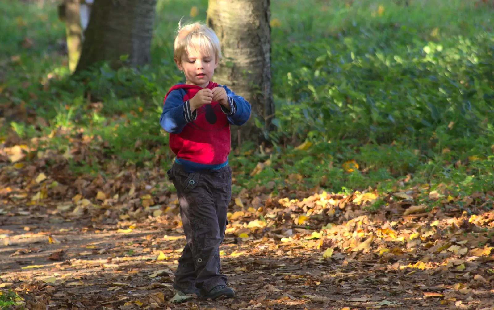 Harry roams around, from Another Walk around Thornham Estate, Suffolk - 27th October 2014