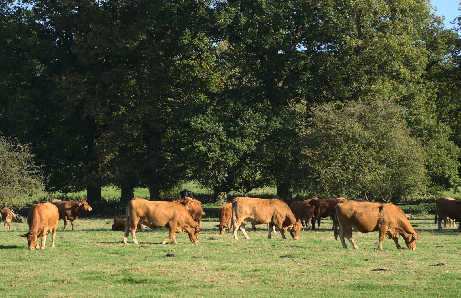 Cows do their grazing thing from Another Walk around Thornham Estate, Suffolk - 27th October 2014