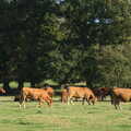 Cows do their grazing thing, Another Walk around Thornham Estate, Suffolk - 27th October 2014
