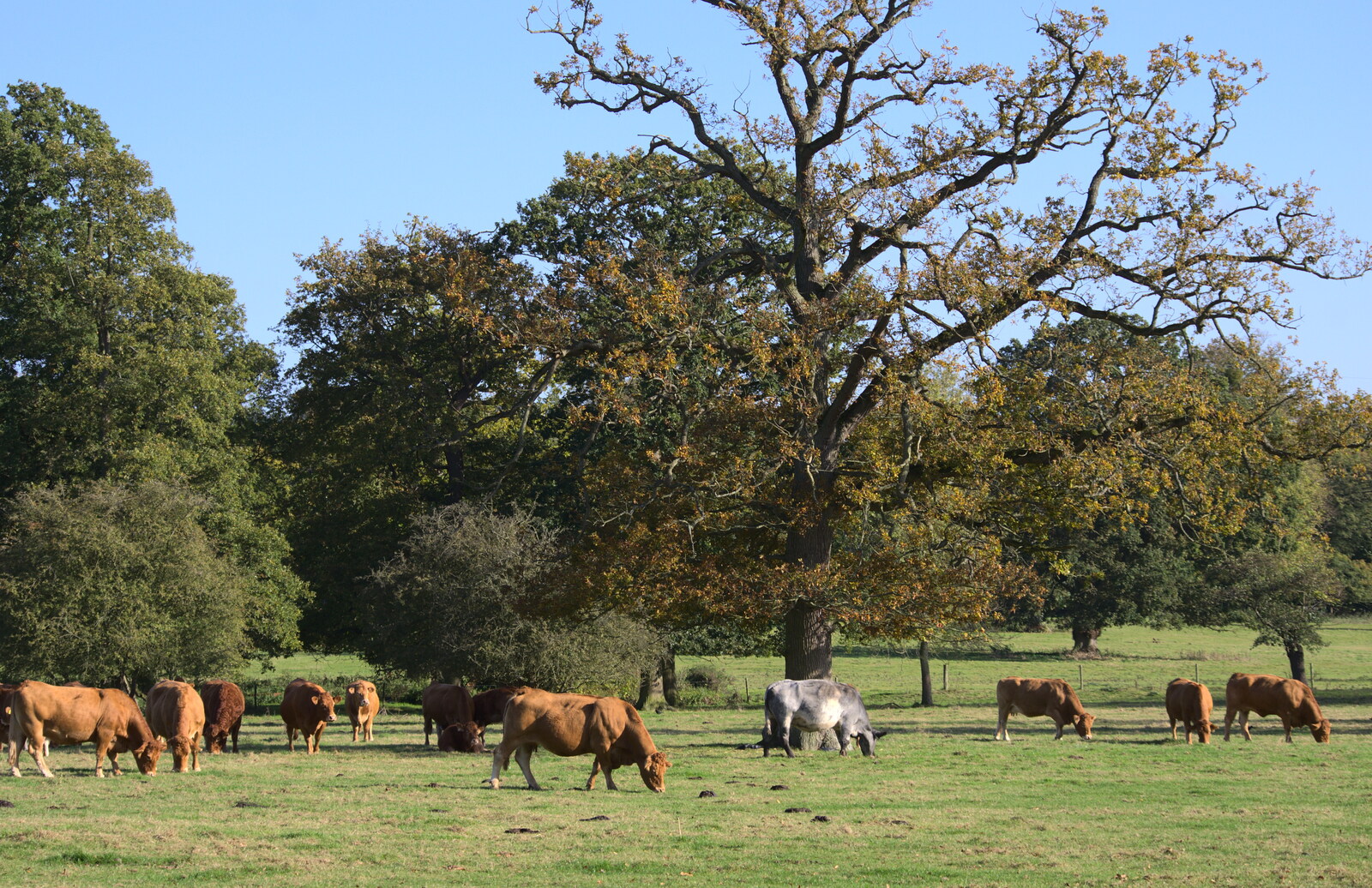 The cows od Thornham Estate from Another Walk around Thornham Estate, Suffolk - 27th October 2014