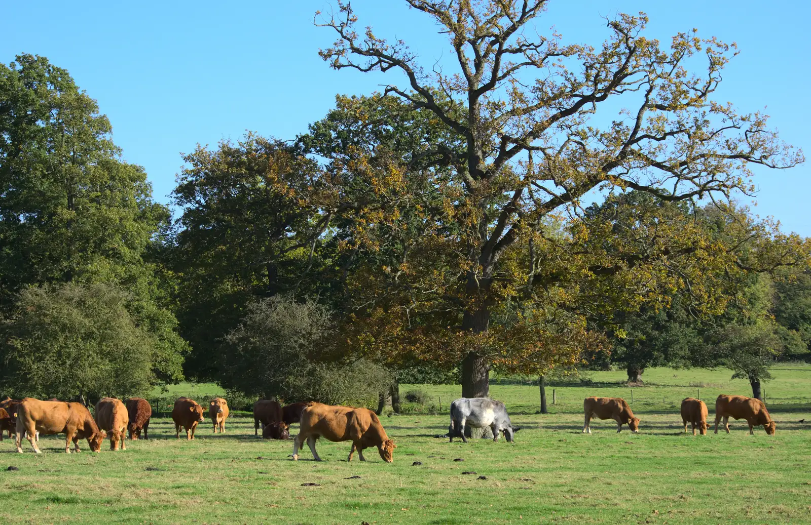 The cows of Thornham do their grazing thing, from Another Walk around Thornham Estate, Suffolk - 27th October 2014