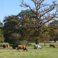 The cows od Thornham Estate, Another Walk around Thornham Estate, Suffolk - 27th October 2014