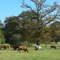 The cows of Thornham do their grazing thing, Another Walk around Thornham Estate, Suffolk - 27th October 2014