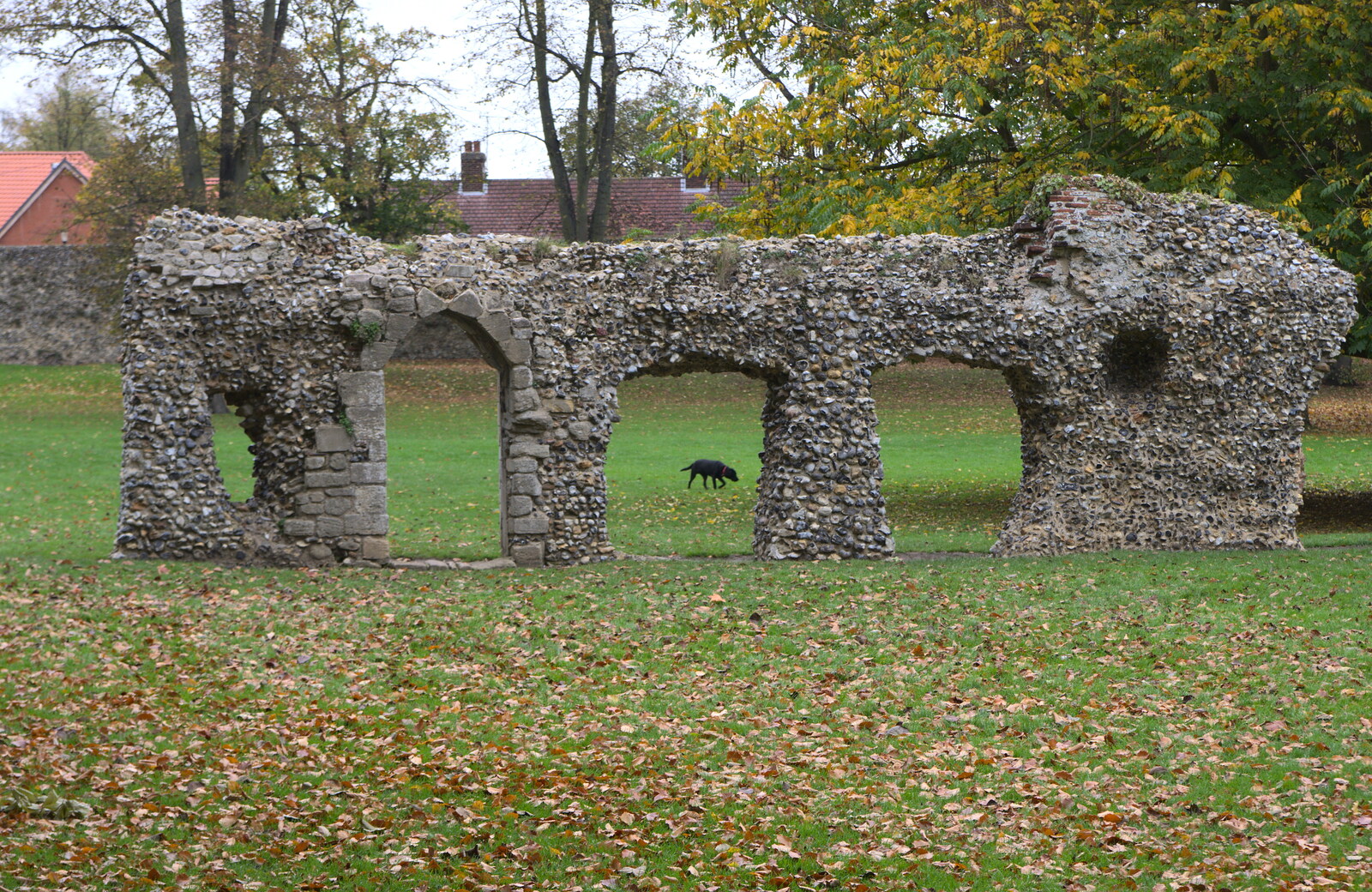 A dog roams around the ruins from A Trip to Abbey Gardens, Bury St. Edmunds, Suffolk - 29th October 2014