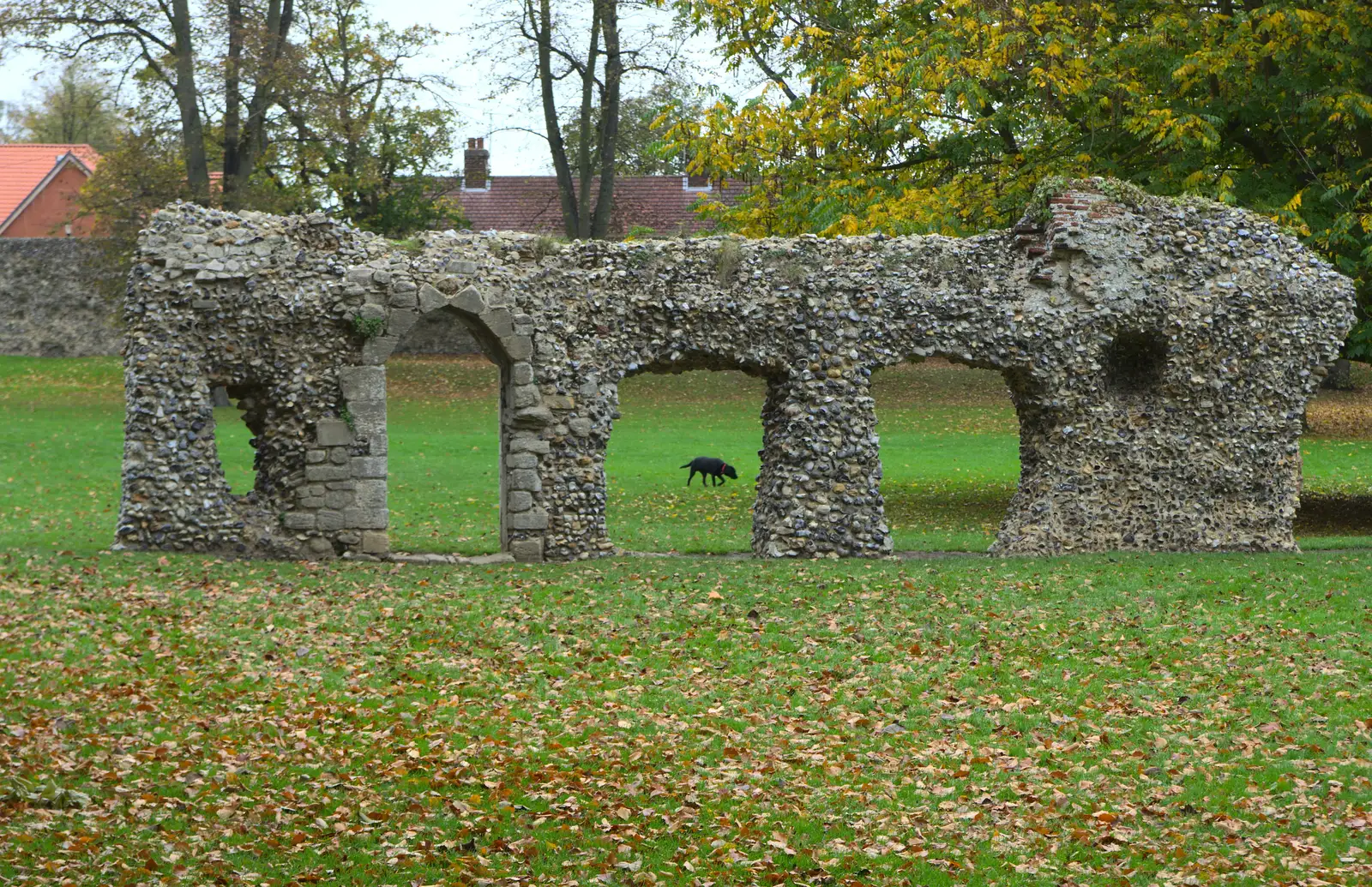 A dog roams around the ruins, from A Trip to Abbey Gardens, Bury St. Edmunds, Suffolk - 29th October 2014