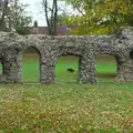 A dog roams around the ruins, A Trip to Abbey Gardens, Bury St. Edmunds, Suffolk - 29th October 2014