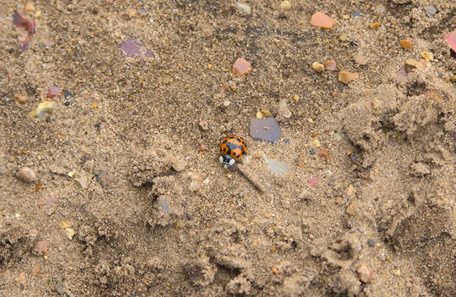 A ladybird, from A Walk on Wortham Ling, Diss, Norfolk - 30th October 2014