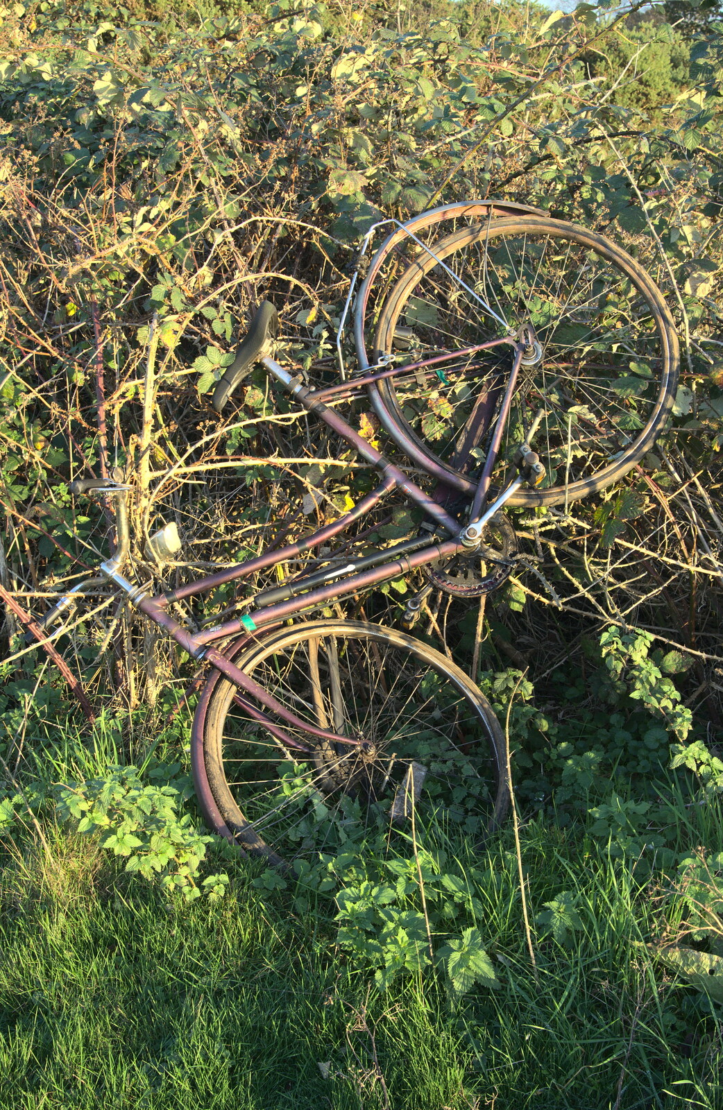 There's a discarded bicycle in a hedge from A Halloween Party at the Village Hall, Brome, Suffolk - 31st October 2014