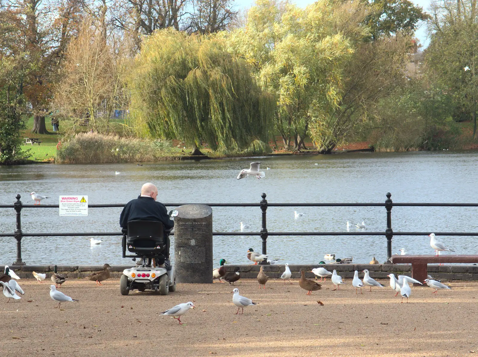 Some dude in a mobility scooter by the Mere, from A Saturday in Town, Diss, Norfolk - 8th November 2014