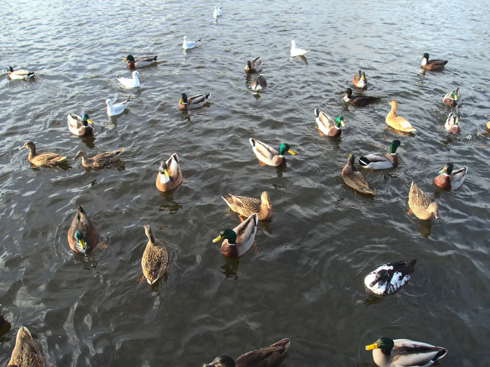 A load of ducks on the Mere, from A Saturday in Town, Diss, Norfolk - 8th November 2014