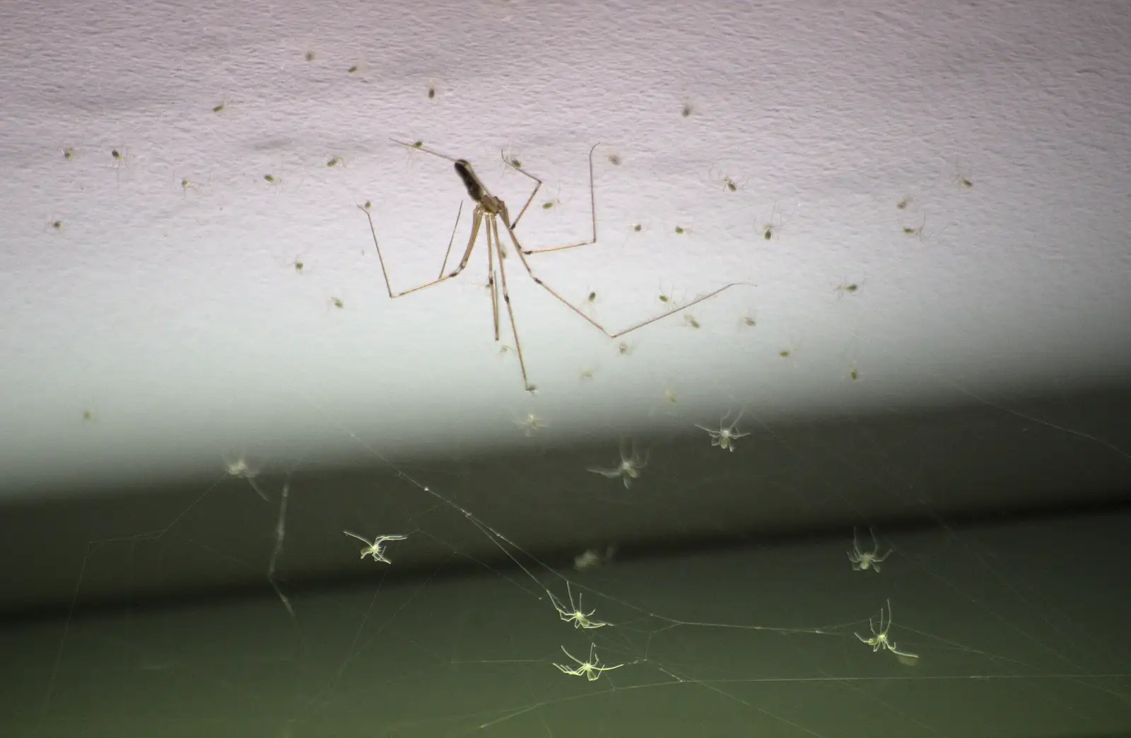 A spider and a million spiderlings, from A Saturday in Town, Diss, Norfolk - 8th November 2014