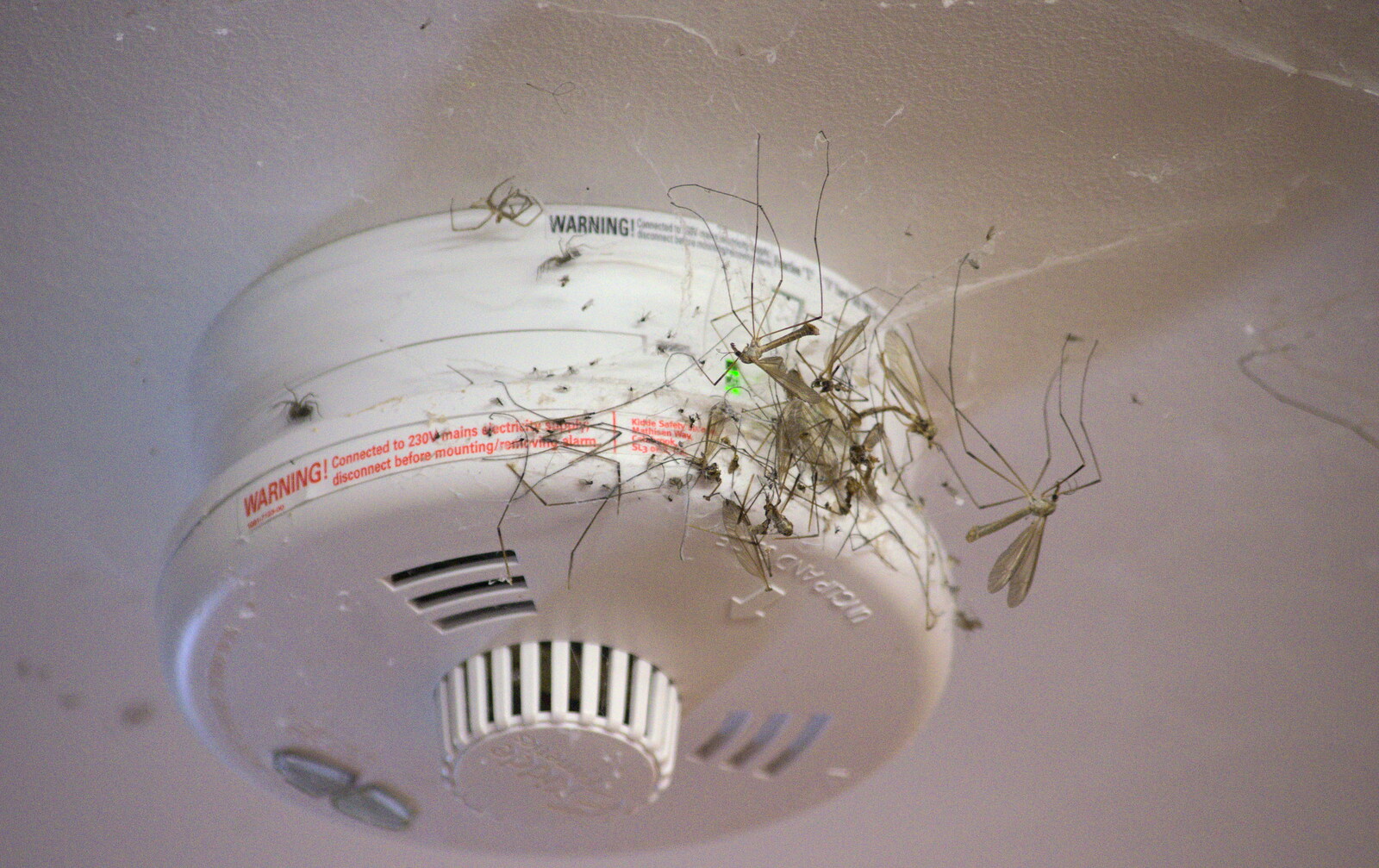 A load of dead insects encrusted on a smoke alarm from A Saturday in Town, Diss, Norfolk - 8th November 2014
