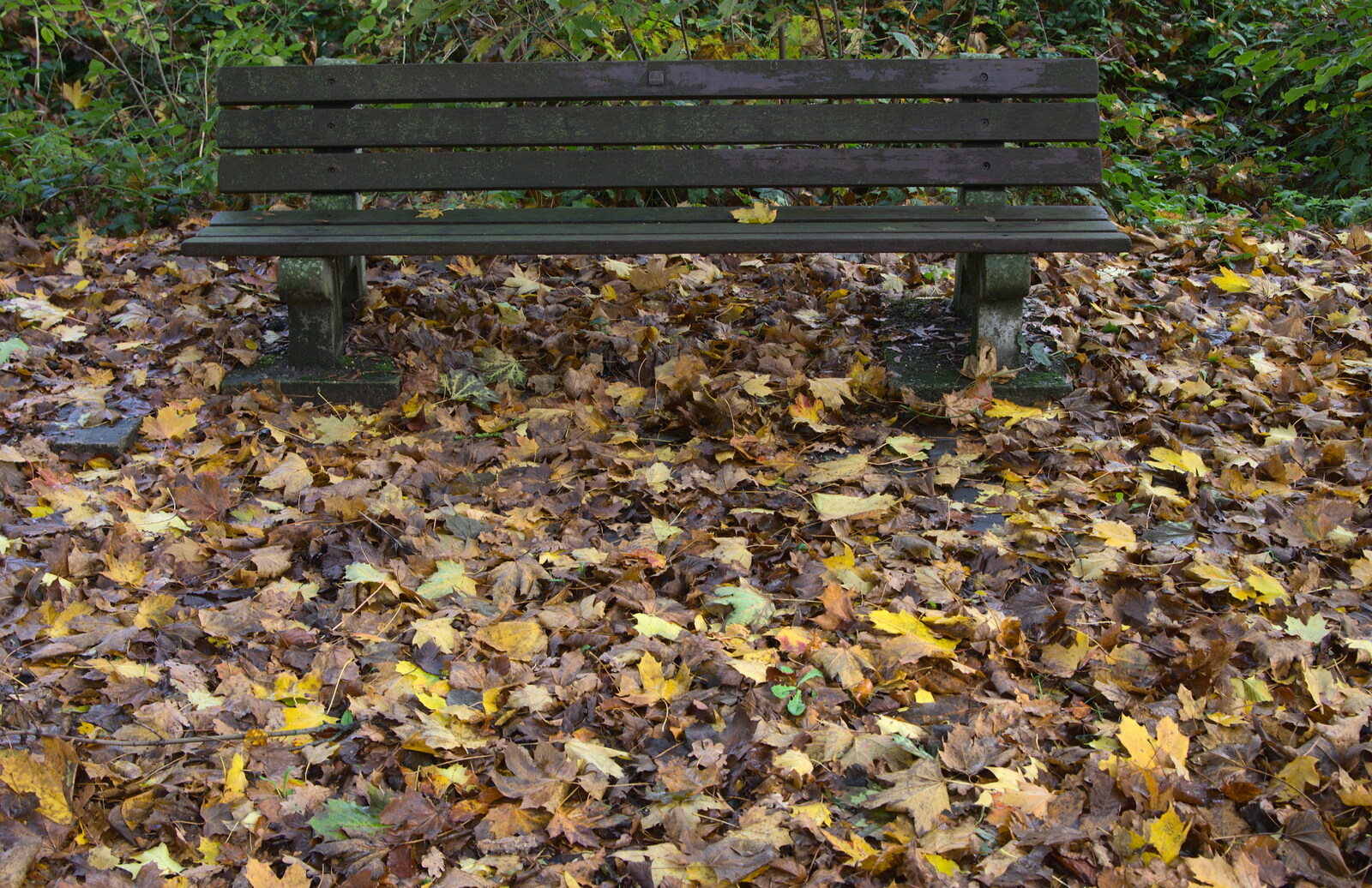 A bench floats in a sea of autumn leaves from A Remembrance Sunday Parade, Eye, Suffolk - 9th November 2014