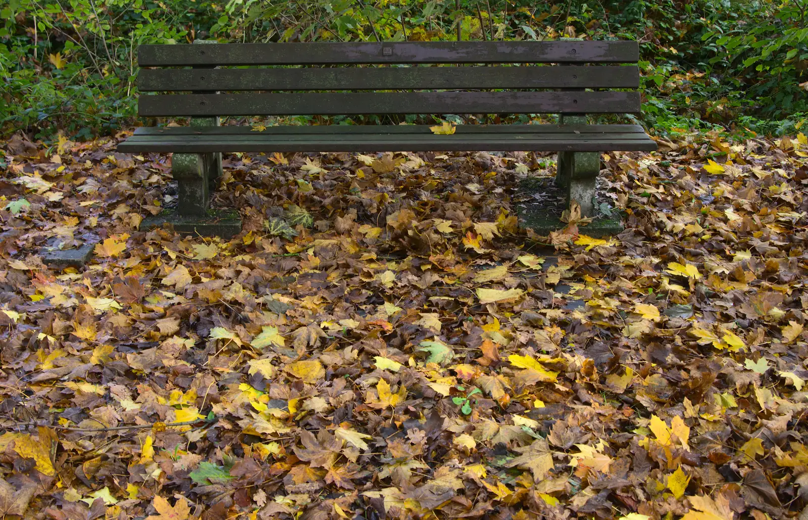 A bench floats in a sea of autumn leaves, from A Remembrance Sunday Parade, Eye, Suffolk - 9th November 2014