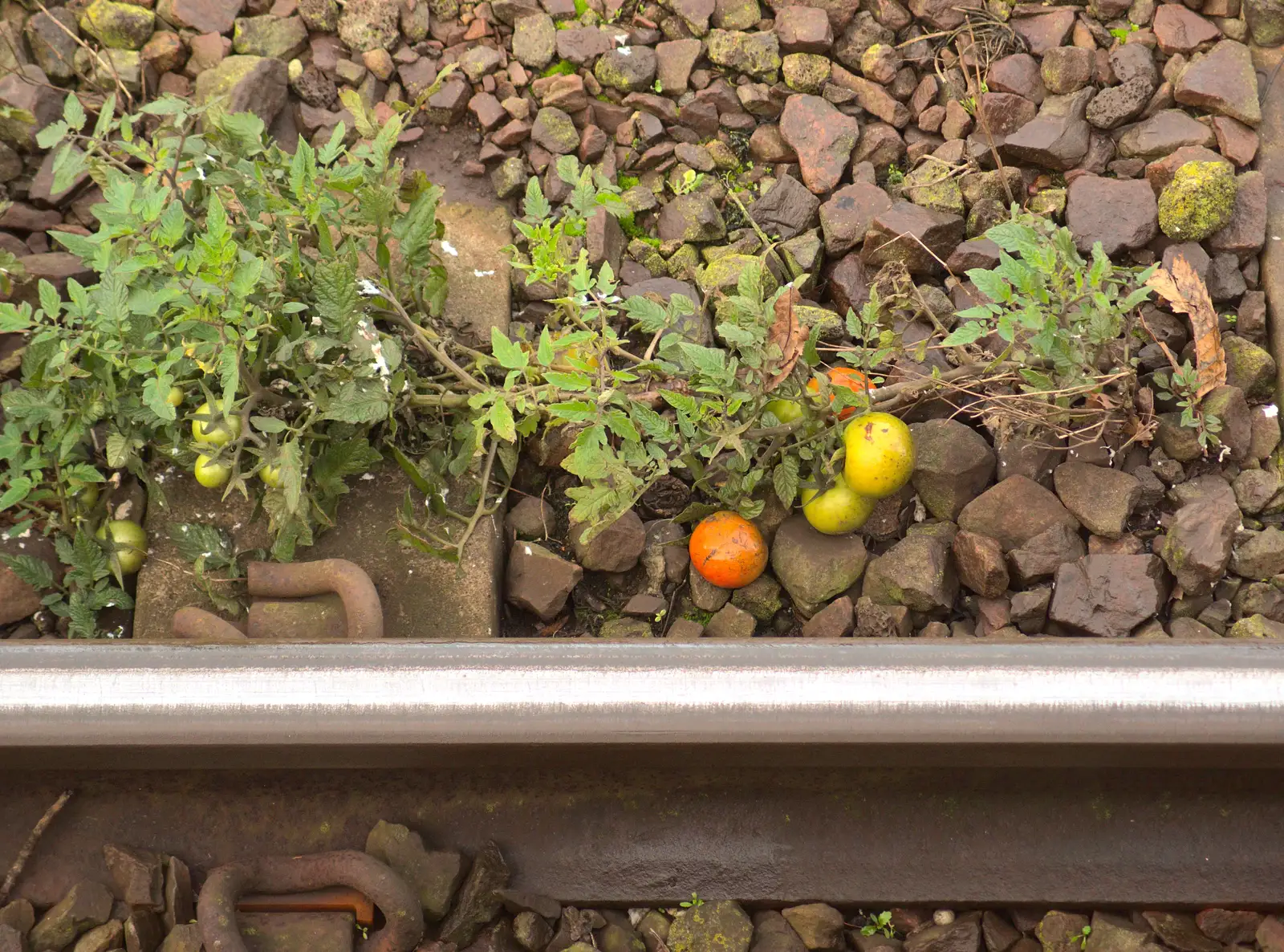 The Poo Tomatoes are actually ripening, from A Melting House Made of Wax, Southwark, London - 12th November 2014