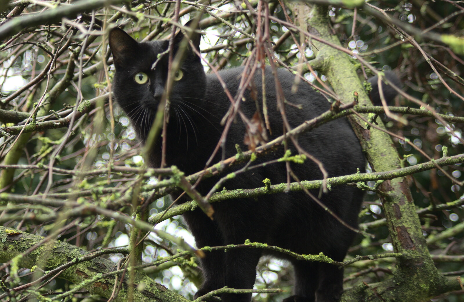 Millie: cat up a tree from November Singing, Gislingham Primary School, Suffolk - 17th November 2014