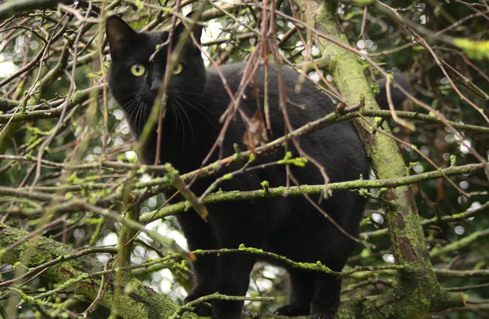 Millie: cat up a tree, from November Singing, Gislingham Primary School, Suffolk - 17th November 2014