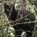 Millie: cat up a tree, November Singing, Gislingham Primary School, Suffolk - 17th November 2014